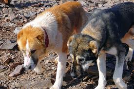 ادامه معضل سگ های ولگرد در رفسنجان/مرگ یک مرد۵۸ ساله در اثر گزیدگی سگ