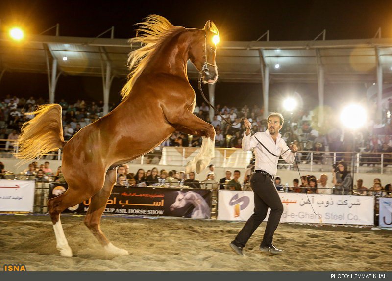 تصاویر / جشنواره زیبایی اسب‌های اصیل