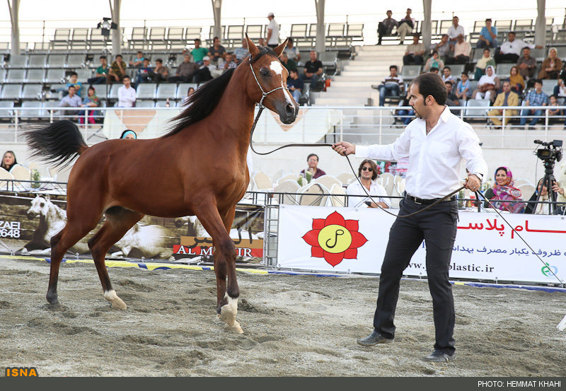 برگزاری مسابقات پرش با اسب استان به میزبانی رفسنجان