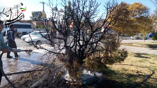 گزارش تصویری سوختن درخت در میدان قدس