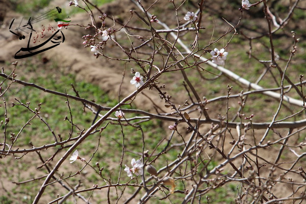 گزارش تصویری شکوفه دادن درخت بادام در دره جوز