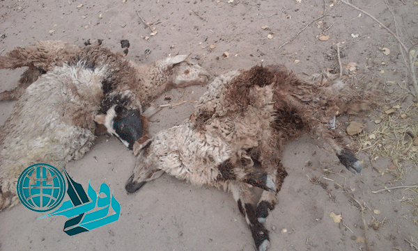 برخورد مرگبار سواری پژو با گله گوسفند در رفسنجان