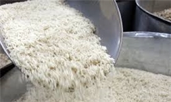 چگونه تاریخ مصرف ۱۳۰ هزار تن برنج منقضی شد؟/ مسئولان در برابر اتلاف بیت‌المال پاسخ دهند