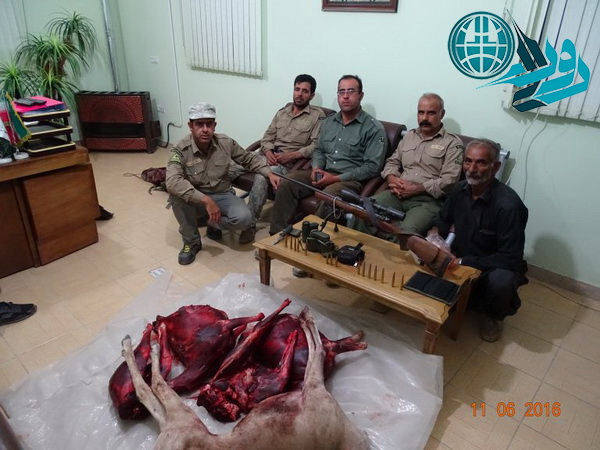 دستگیری شکارچی همراه با ۳ لاشه میش و قوچ در منصورآباد+ عکس
