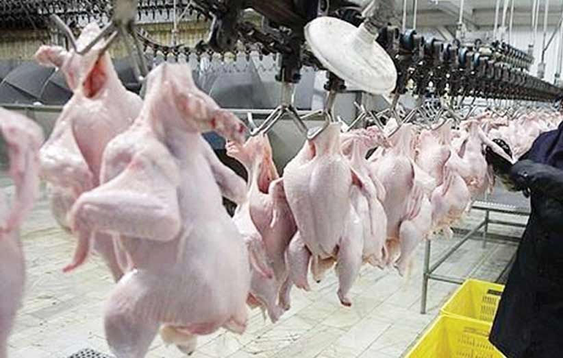 روزانه ۱۰۰ تن مرغ گوشتی در رفسنجان کشتار می‌شود