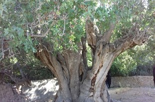 زیبایی‌های چشم‌نواز در «اودرج» رفسنجان/کهنسال‌ترین درخت پسته جهان+تصاویر