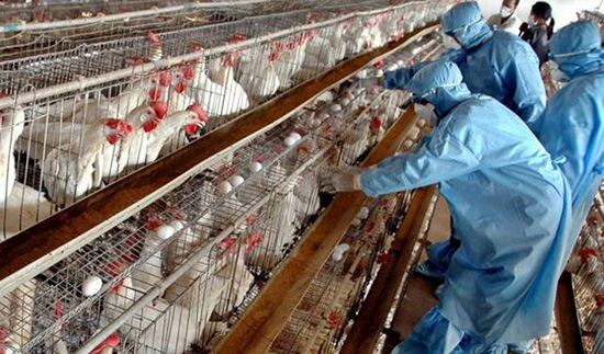 آنفلوانزای پرندگان از طریق مصرف گوشت مرغ و تخم مرغ تحت نظارت دامپزشکی منتقل نمی شود