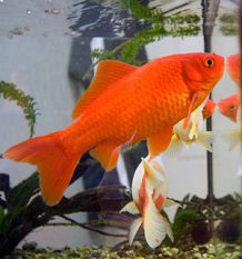 توصیه‌های پیشگیرانه در خصوص ماهی قرمز