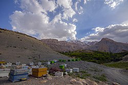 نیمی از عسل شهرستان رفسنجان در منازل تولید می‌شود