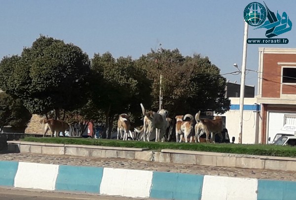 قصه ناتمام سگ‌های ولگرد در رفسنجان/آمار حیوان گزیدگی در رفسنجان ۲،۳ برابر میانگین کشور