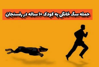 حمله «سگ های خانگی» به کودک ۱۰ ساله در رفسنجان/دکتر نژادقادری: سگ های خانگی باید قلاده دار شوند