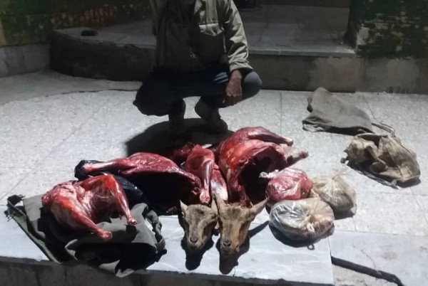 دستگیری شکارچی غیرمجاز ۲ راس کل وحشی در منطقه راویز