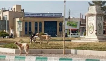 قصه ناتمام حمله سگ های ولگرد به مردم رفسنجان