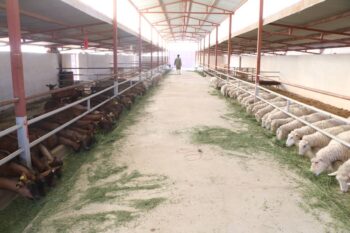بهره برداری از ۲ طرح کشاورزی در رفسنجان