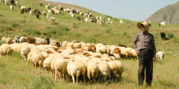 ورود دام به مراتع رفسنجان تا بیستم اردیبهشت ممنوع است