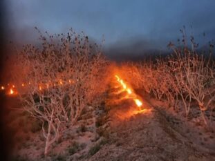 ۳۰۰ هزار لیتر سوخت جهت مقابله با سرمازدگی درختان پسته بین باغداران رفسنجانی توزیع شد