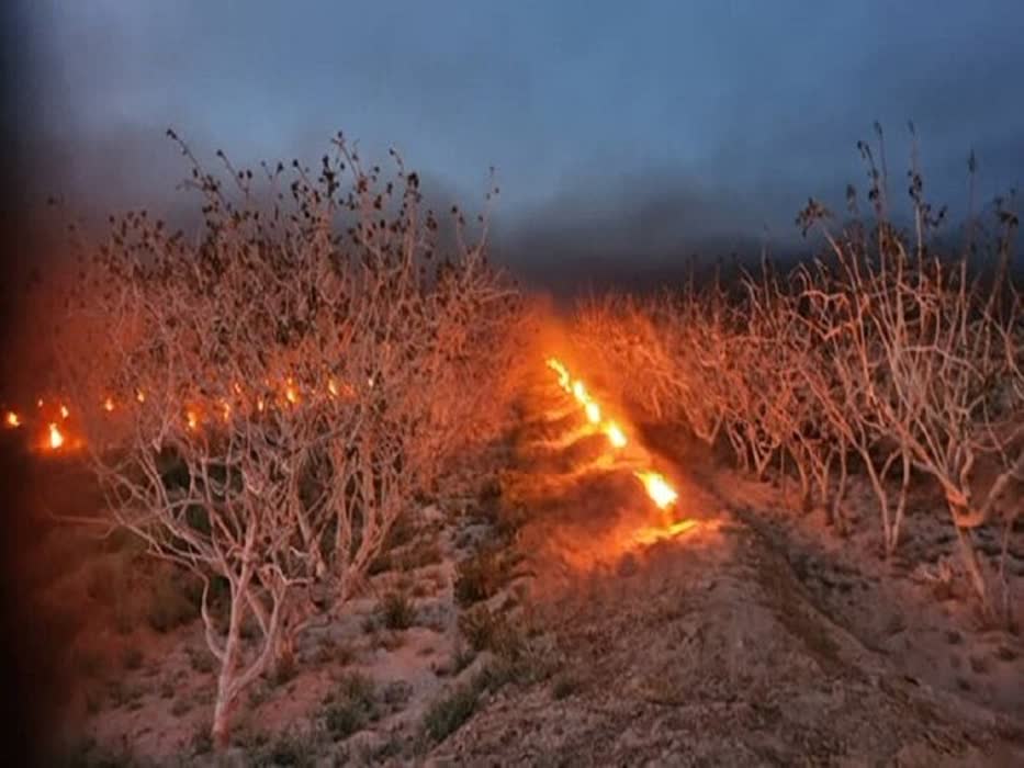 ۳۰۰ هزار لیتر سوخت جهت مقابله با سرمازدگی درختان پسته بین باغداران رفسنجانی توزیع شد